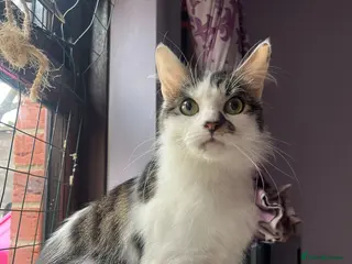 Mixed Breed cats Rescue cat needs new home asap - Advert 10