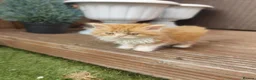 Persian cats for sale: Honey  - Advert 5
