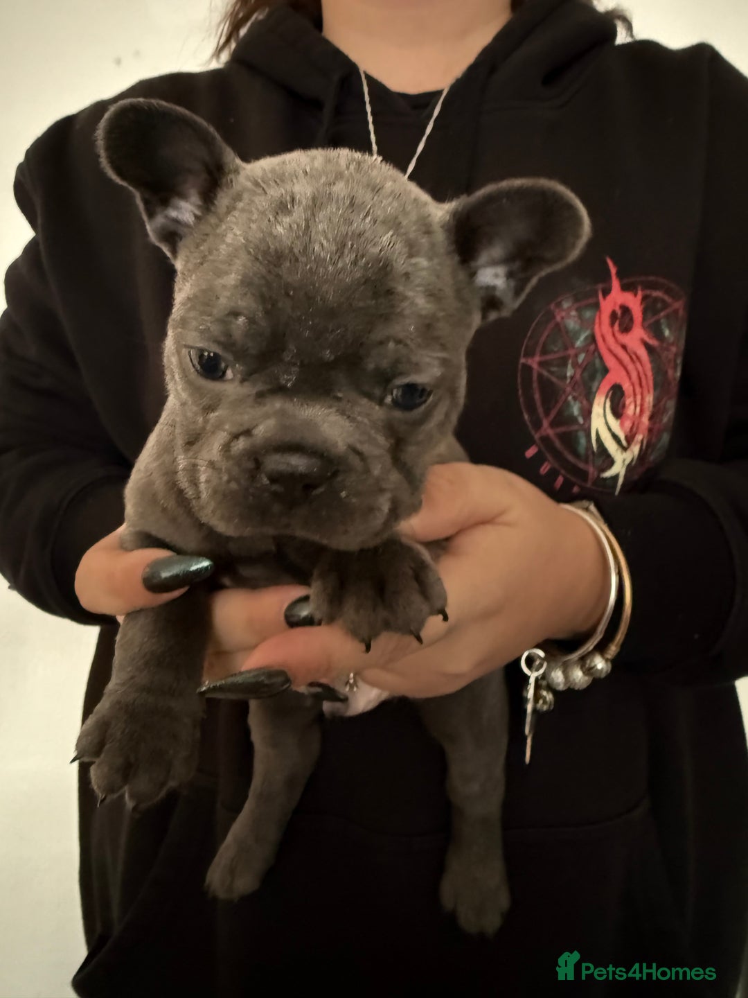 French Bulldog dogs for sale: French bulldog puppies - Advert 2