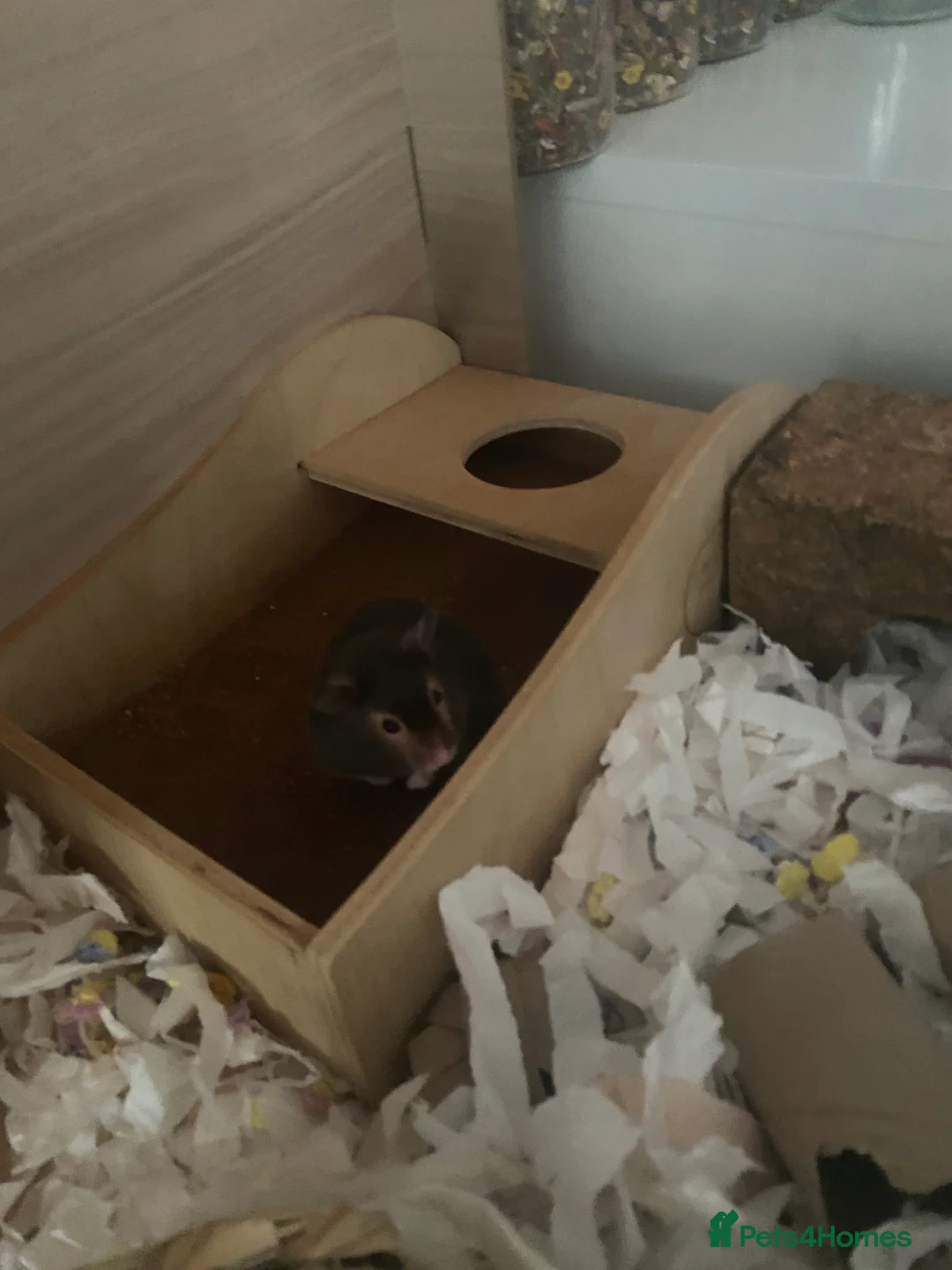 Hamster rodents for sale: Female siriyan hamster  - Advert 3