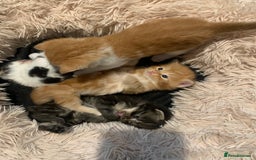 Mixed Breed cats for sale: Maine coon x Tabby kittens  - Image 2