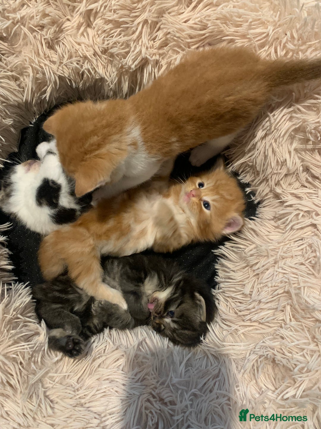 Mixed Breed cats for sale: Maine coon x Tabby kittens  - Image 2