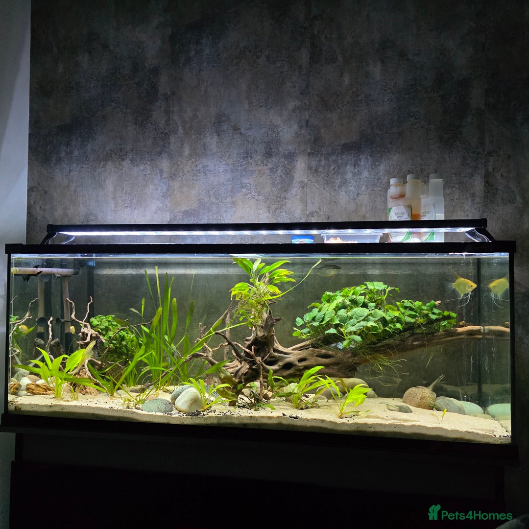 Gouramis fish for sale: Full tropical setup - Advert 4