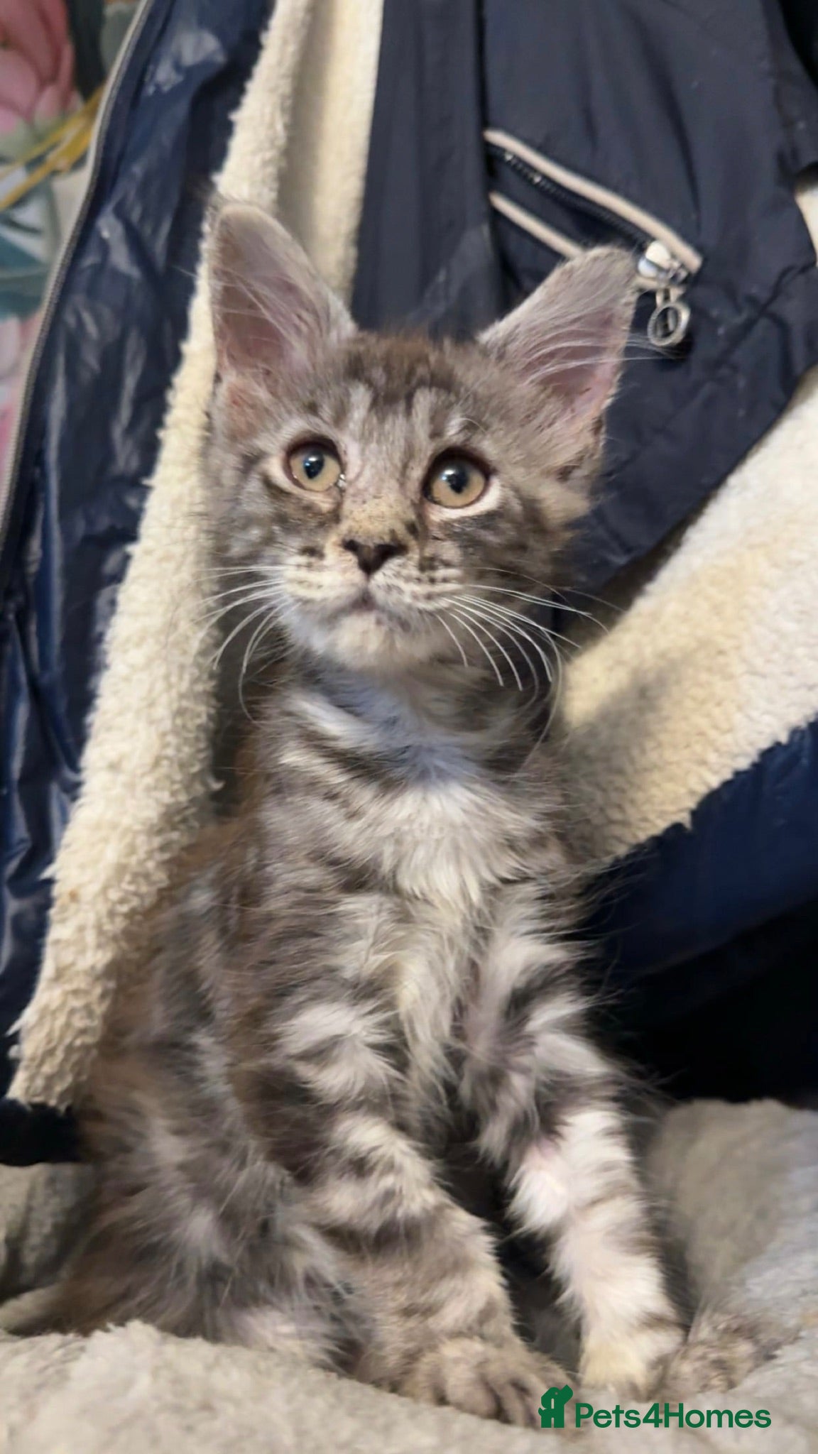 Maine Coon cats REDUCED XL TICA Mainecoon kittens  - Advert 15