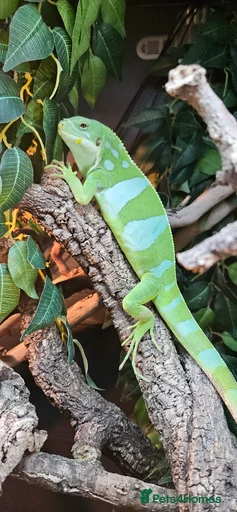 Gallery Image {{count}}