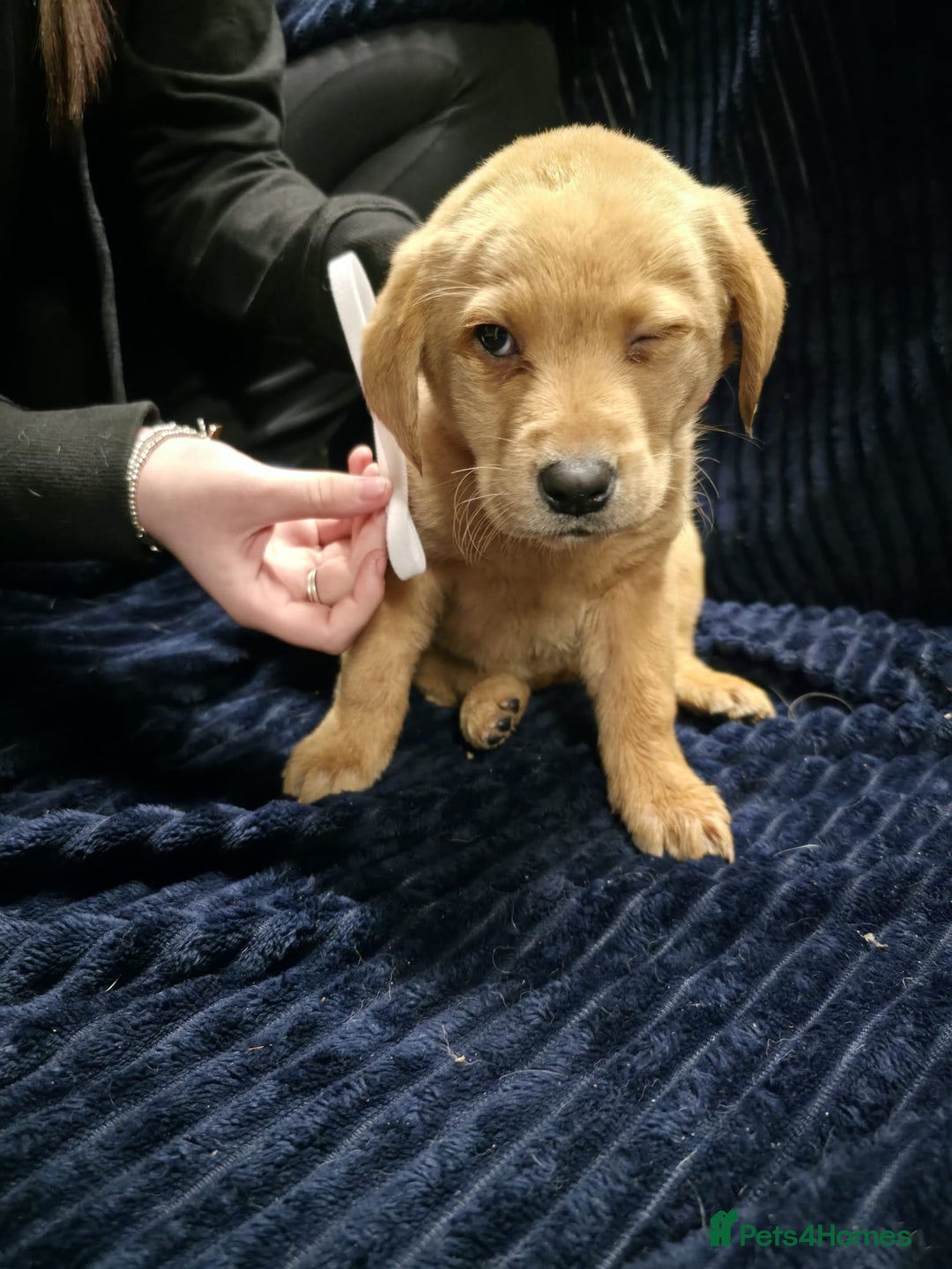 Labrador Retriever dogs for sale: Golden Labrador puppies  - Image 11