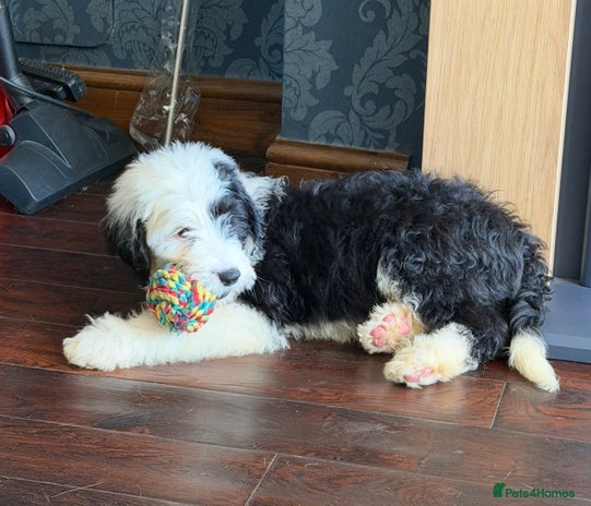 Mixed Breed dogs Ready Now 2 Sheepadoodle Puppies Females Cardiff - Advert 2