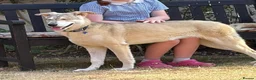 Mixed Breed dogs for adoption: Kira 🩷 in Welwyn - Advert 2
