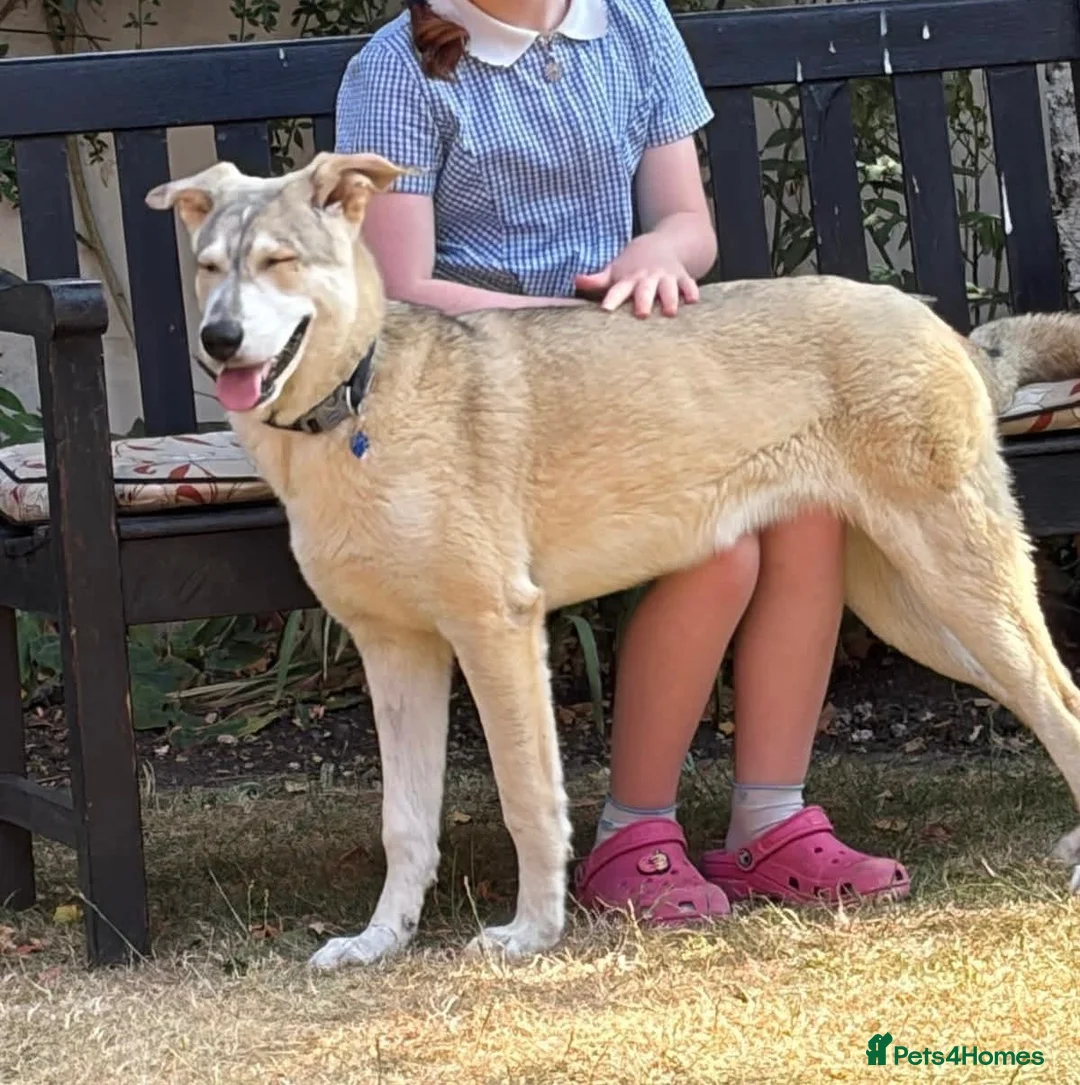 Mixed Breed dogs for adoption: Kira 🩷 in Welwyn - Advert 2