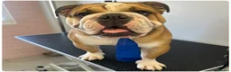 English Bulldog dogs for stud: BRONSON stunning English bulldog  in Canvey Island - Advert 2