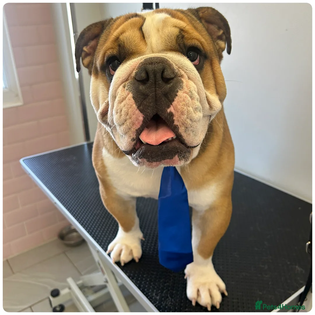 English Bulldog dogs for stud: BRONSON stunning English bulldog  in Canvey Island - Advert 2