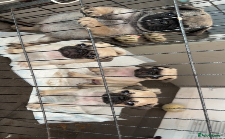 Pug dogs in Redcar - Advert 4