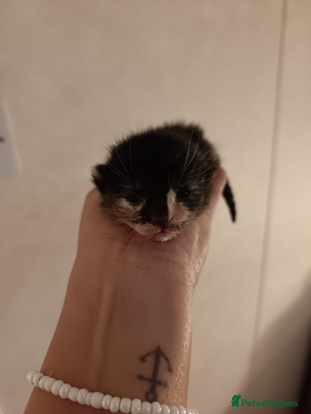 Mixed Breed cats for sale: 🐾 Kittens Looking for Loving Homes! 🐾 - Advert 2