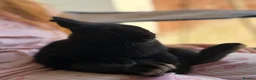 Netherland Dwarf rabbits for sale: Only 1 Left Netherland Dwarf Bunnies  - Advert 5