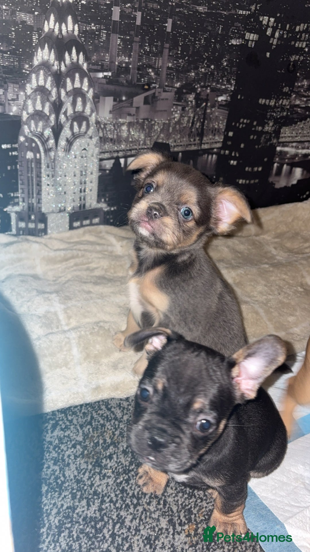 French Bulldog dogs for sale: French bulldog cross puppies  - Advert 14