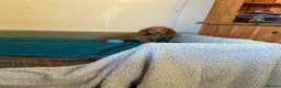 Cocker Spaniel dogs for sale: Cocker spaniel  in Doncaster - Advert 14