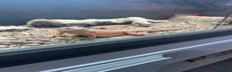Bearded Dragon reptiles for sale: Red Bearded Dragon in Billericay - Advert 5