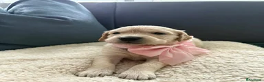 Golden Retriever Puppy 9