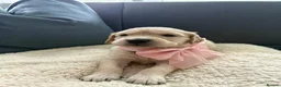 Golden Retriever dogs for sale: Royal Cream Golden Retriever Puppies🤍 🐶 🐾 - Advert 23