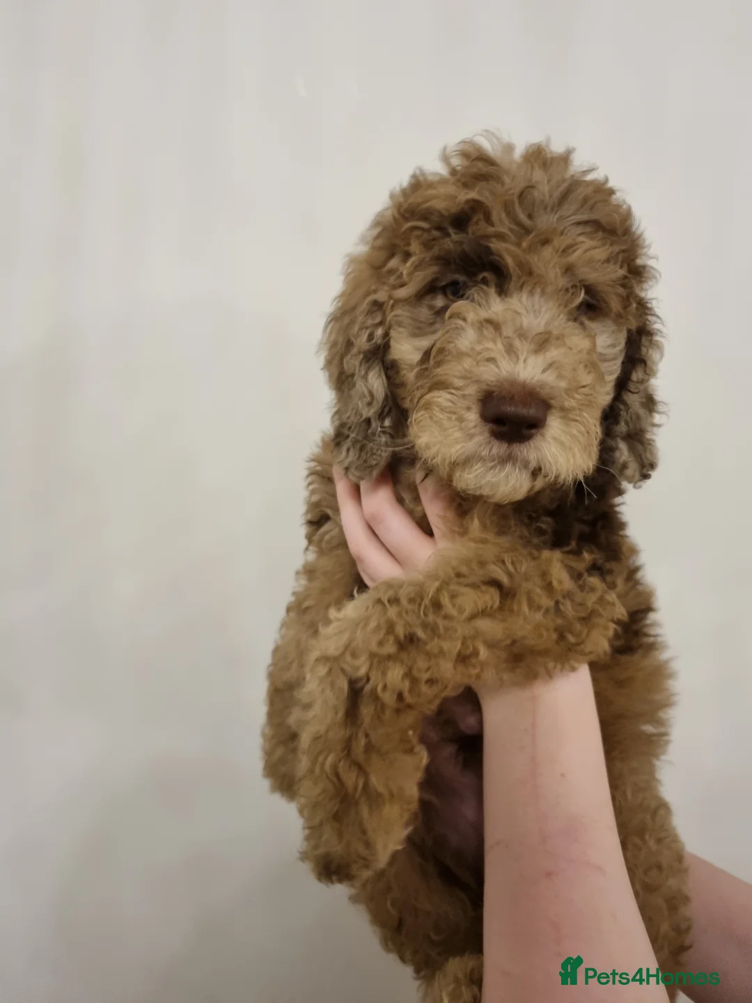Mixed Breed dogs for sale: Goldendoodle x Irishdoodle puppies - Advert 8