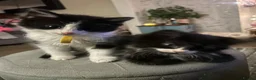 Mixed Breed cats for sale: Cheeky fluffy kittens in Carlisle - Advert 6