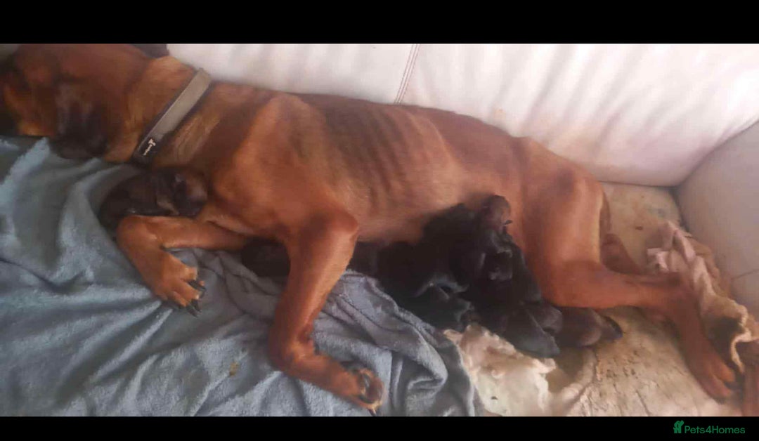 Mixed Breed dogs for sale: staffie cross rottweiler puppies  - Advert 2