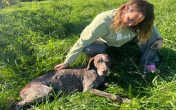 German Shorthaired Pointer dogs for adoption: Yaco  - Image 13