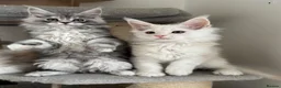 Maine Coon cats for sale: Stunning litter of Maine coon babies!  - Advert 10
