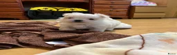 Maltese dogs for sale: Korean Maltese  - Advert 4