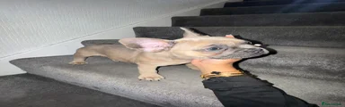 French Bulldog Puppy 4