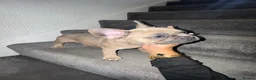 French Bulldog dogs for sale: Beautiful frenchies for sale, ready to leave now - Advert 4