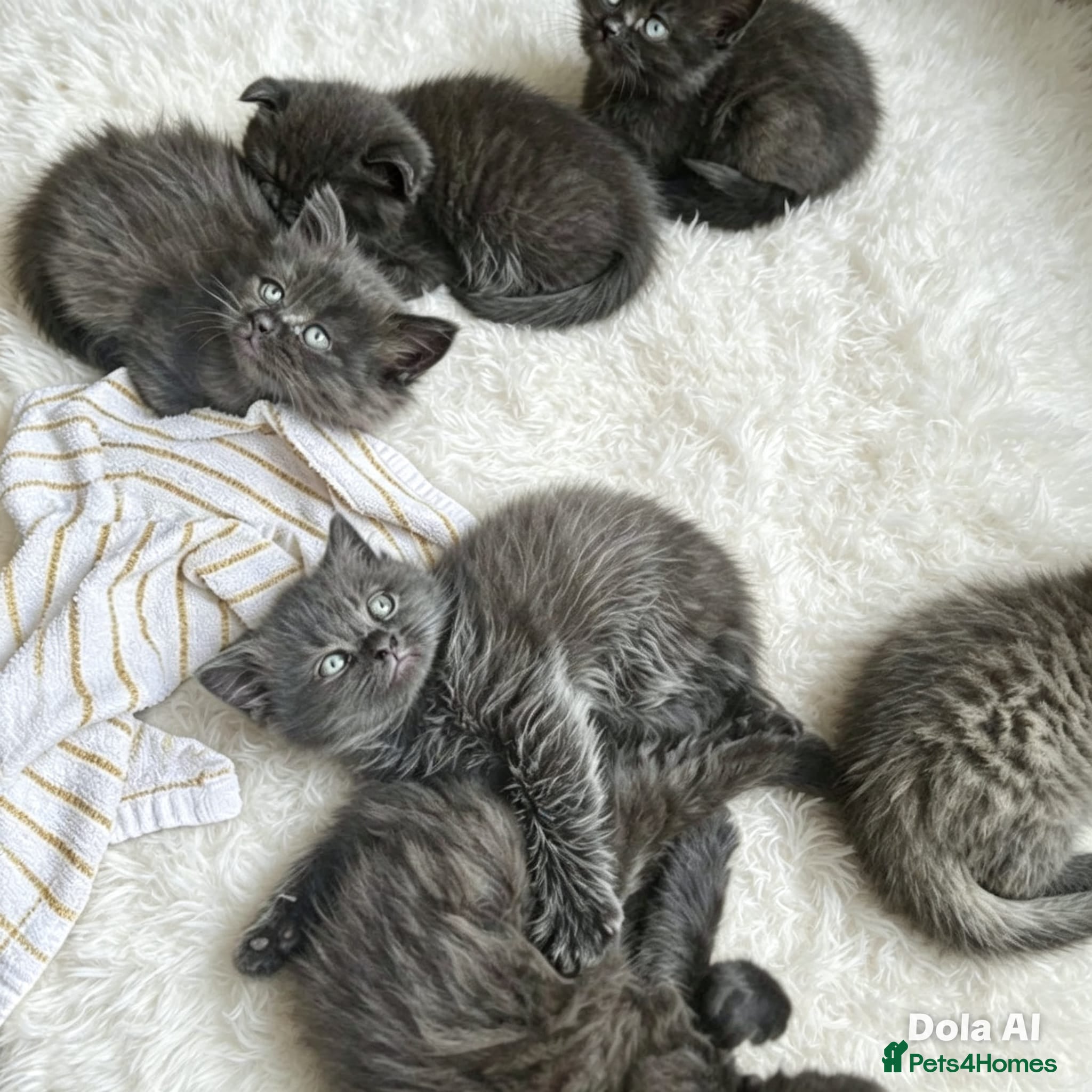 British Shorthair cats British shorthair fold kittens  - Advert 2