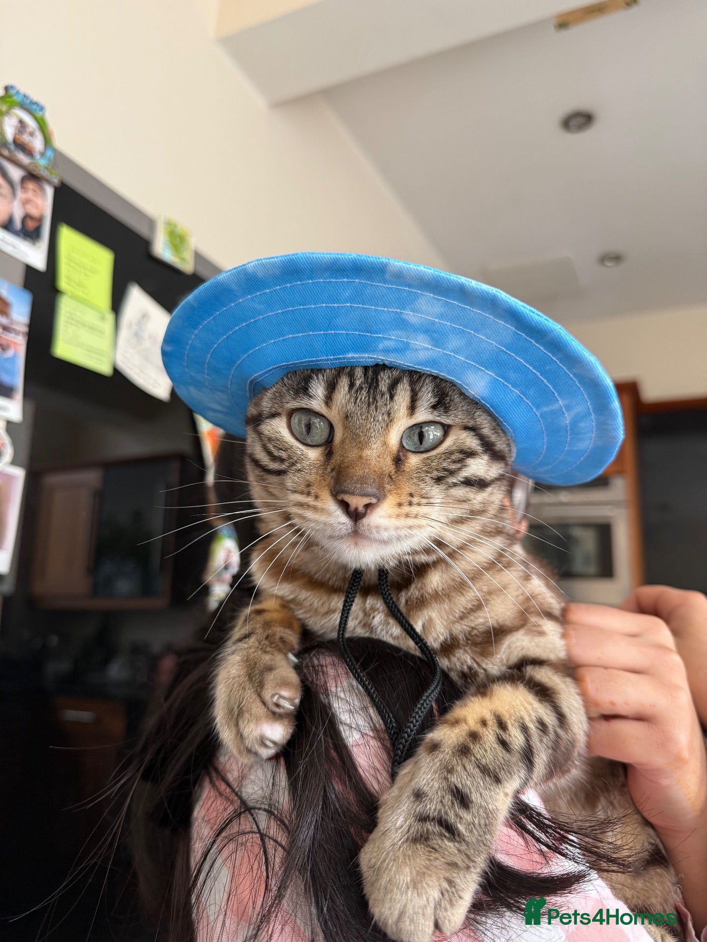 Bengal cats 5 year old Snow Mink bengal.  - Advert 14