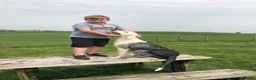 Old English Sheepdog dogs for sale: Old English sheep dog kc - Advert 9