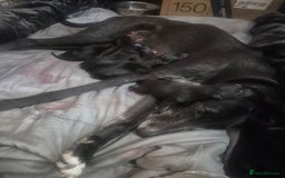 Lurcher dogs for sale: Lurcher Pups - Image 11