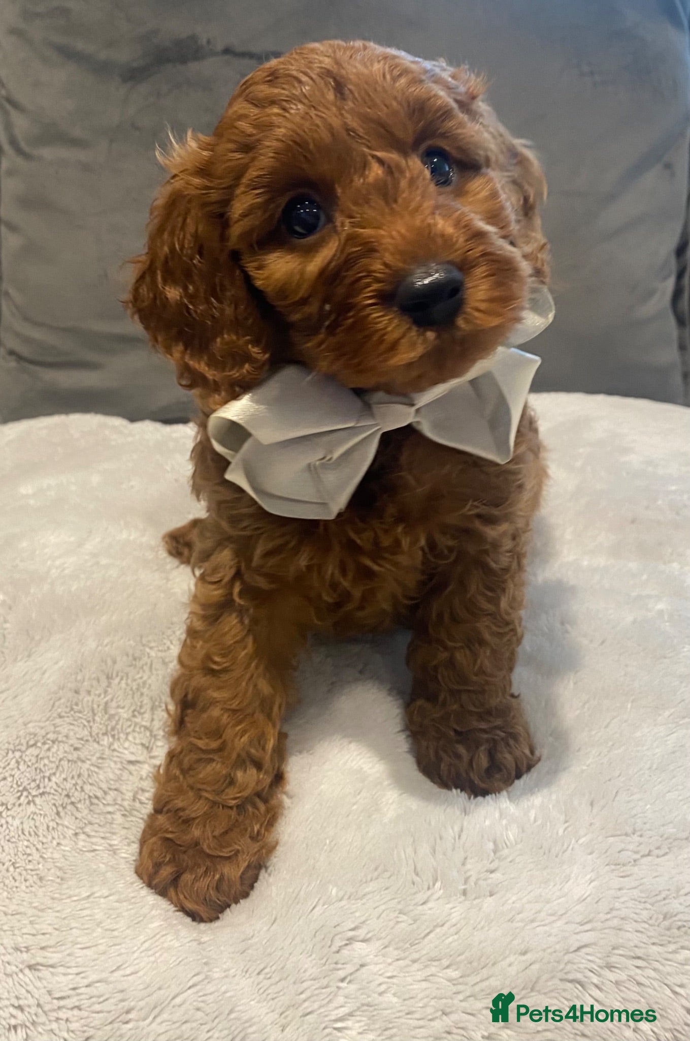 Cavapoo dogs Stunning F1B health tested Cavapoo’s  - Advert 1