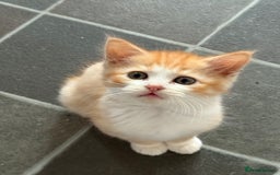 Exotic cats for sale: Ginger Kittens  - Image 6