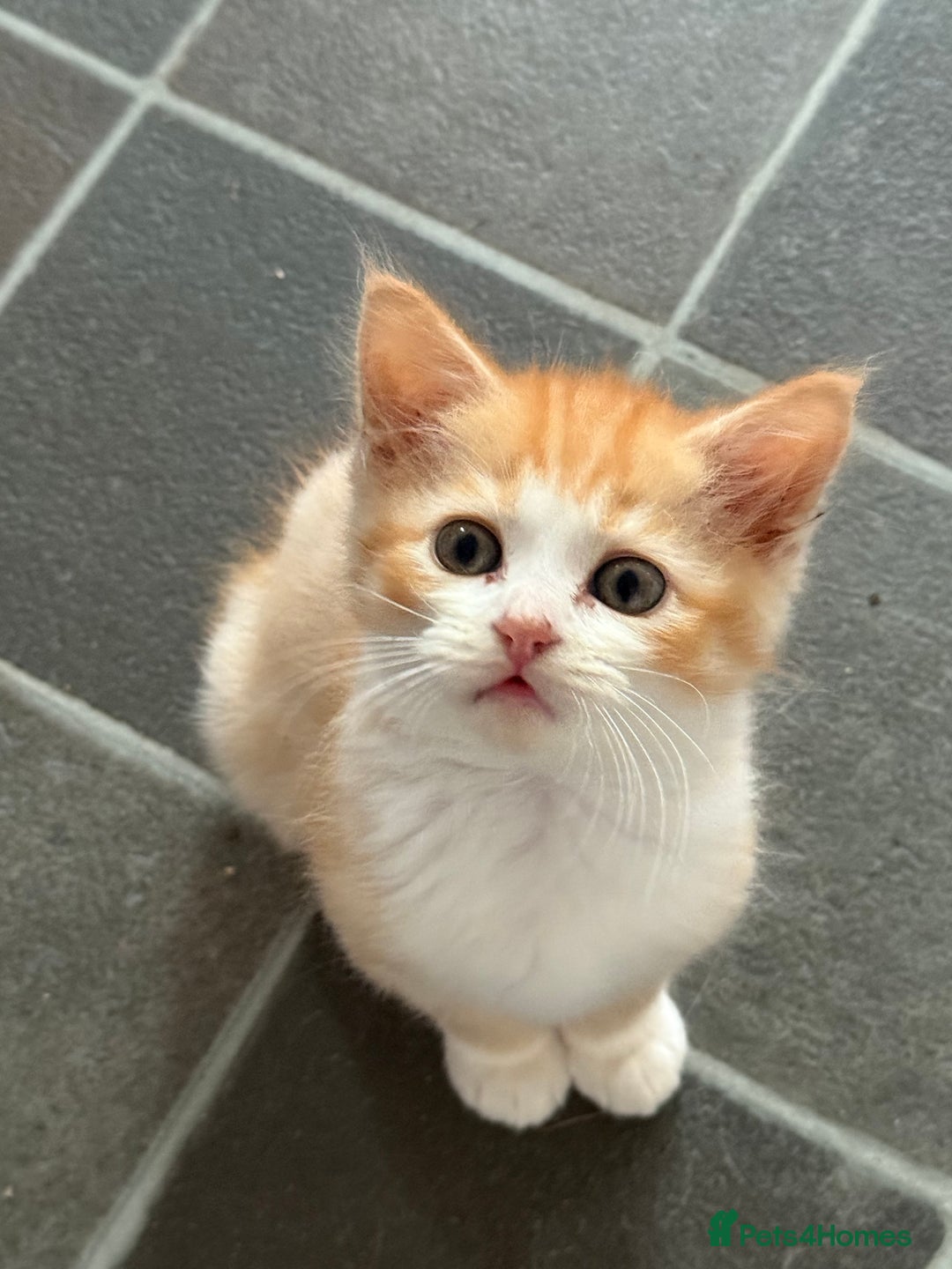 Exotic cats for sale: Ginger Kittens  - Image 6