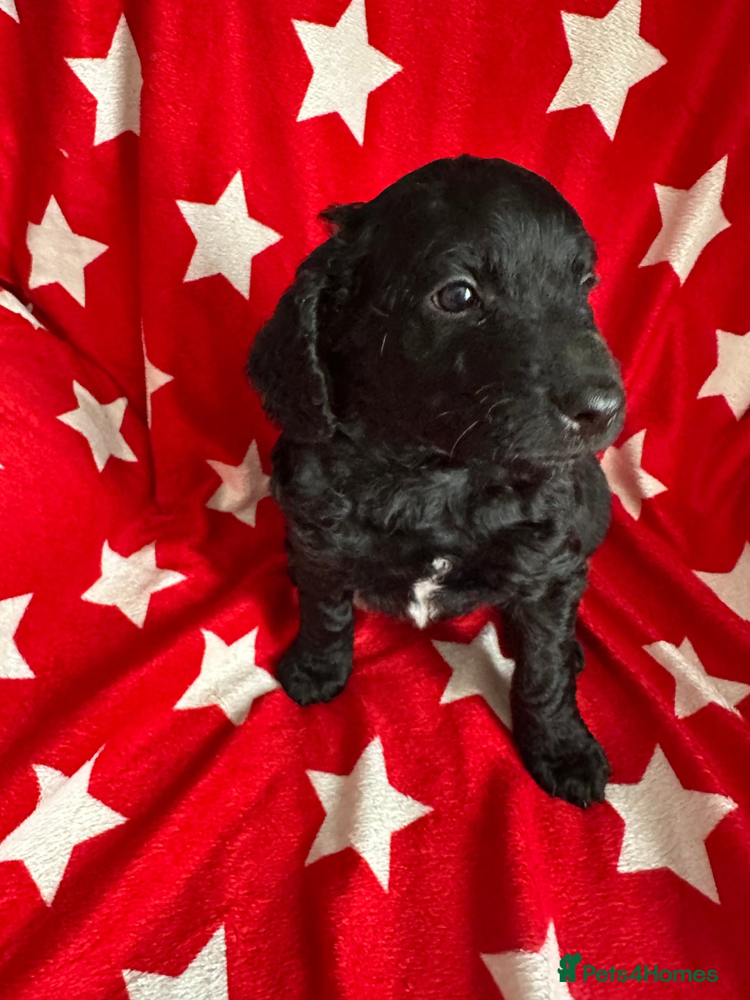 Cockapoo dogs for sale: 7 beautiful cockatoo puppies  - Image 8