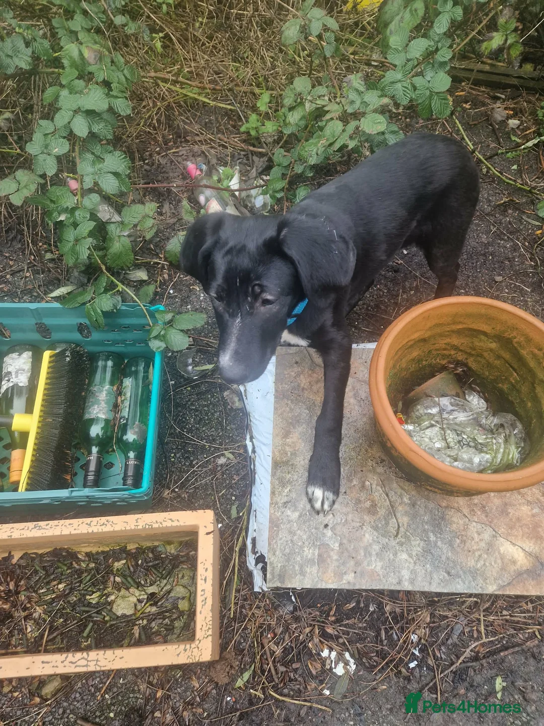 Mixed Breed dogs for adoption: Roonie 5 month Lab Cross  - Advert 6