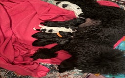 Maltipoo dogs for sale: TINY MALTIPOOS - Image 13