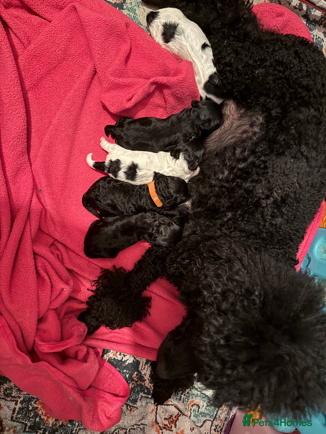 Maltipoo dogs for sale: TINY MALTIPOOS - Image 13