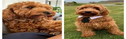 Goldendoodle dogs for sale: Beautiful Goldendoodle Puppies ready next week - Advert 12