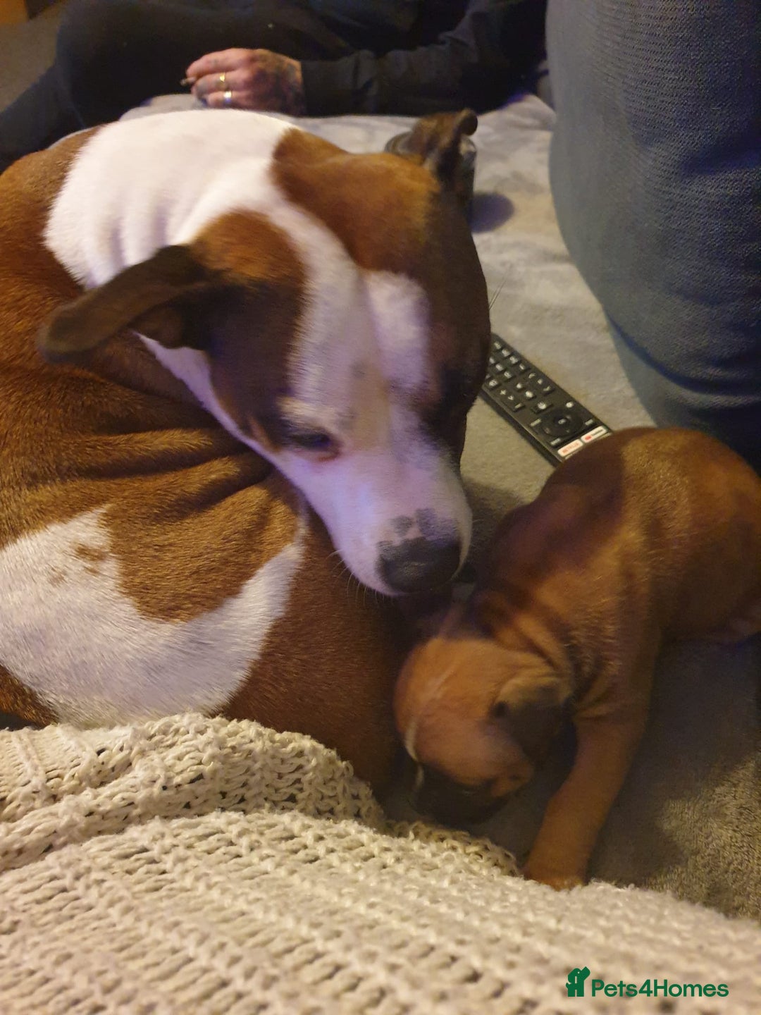 Staffordshire Bull Terrier dogs for sale: Kc staff puppie - Advert 4