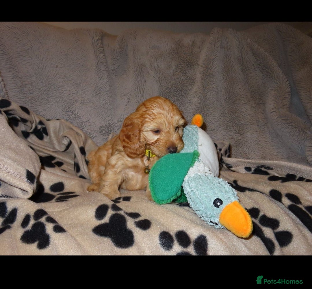 Cockapoo dogs for sale: Cockerpoo puppies  - Advert 17