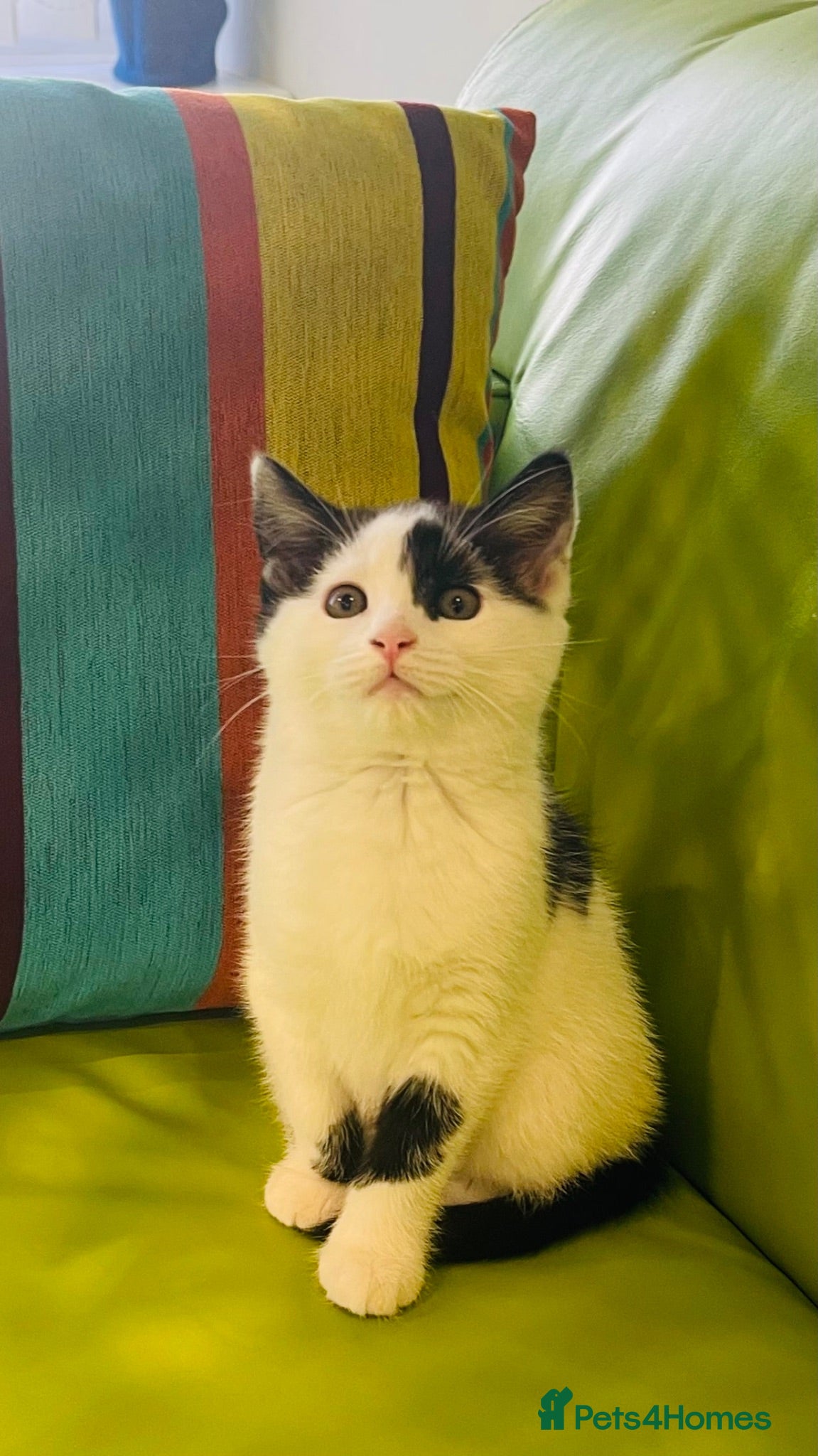 Mixed Breed cats Wonderful, clever, healthy Kittens for sale - Advert 15
