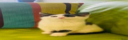 Mixed Breed cats for sale: Wonderful, clever, healthy Kittens for sale - Advert 9