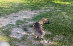 German Shepherd dogs for sale: Ozzo  - Image 5