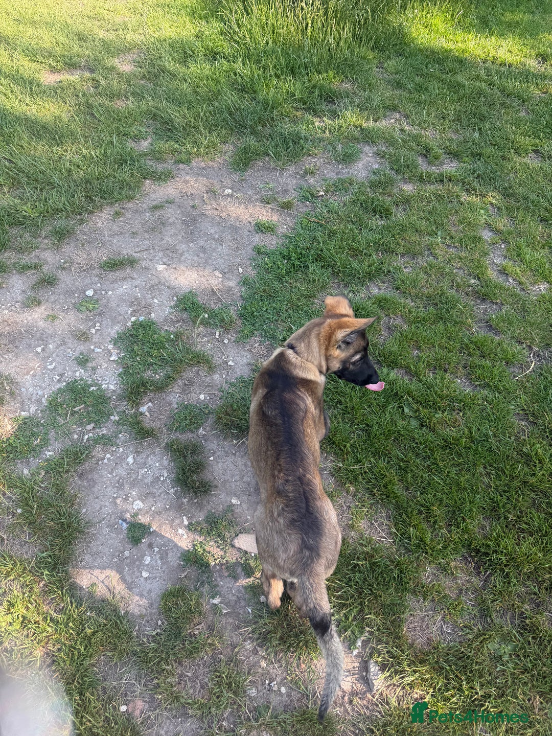 German Shepherd dogs for sale: Ozzo  - Image 5