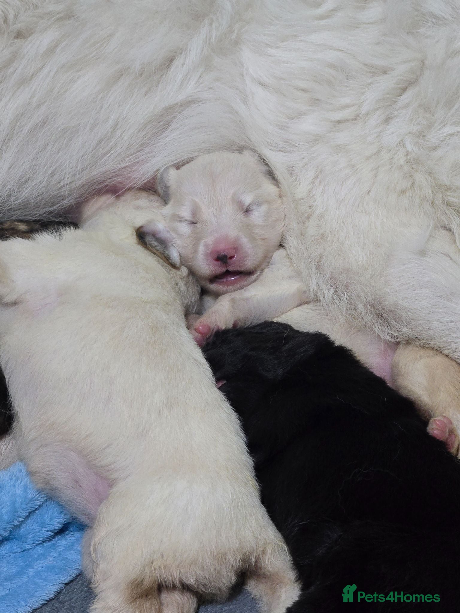 German Shepherd dogs Proud to Announce Lunas beautiful first litter 💕 - Advert 1